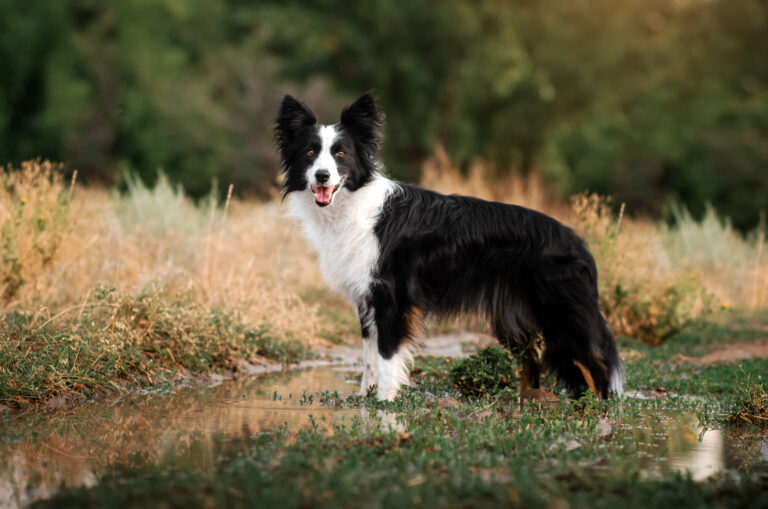 border collie dog beautiful portrait in the forest look magic light border collie