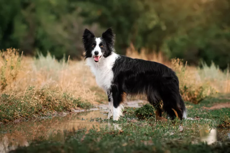 border collie