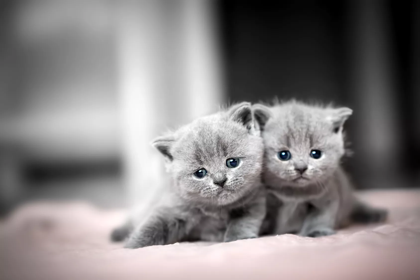 britisch kurzhaar kitten
