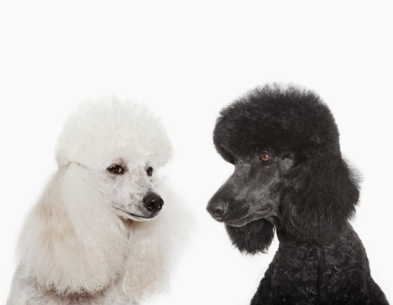 zwei pudels black and white poodle