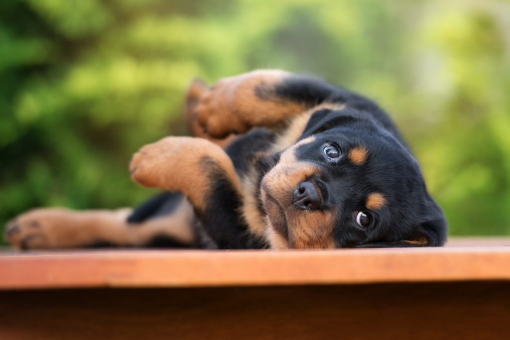 rottweiler welpe süss rottweiler welpe süss
