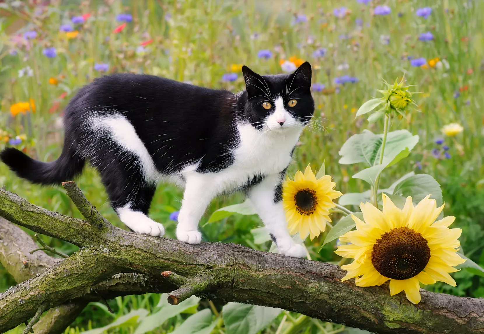 schwarz weiße Europäisch Kurzhaar Katze