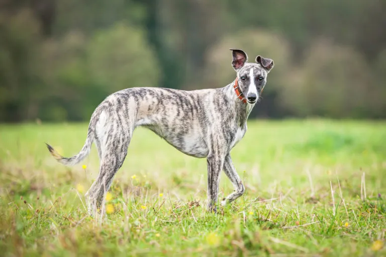 Ein Whippet steht auf einer Wiese im Gras