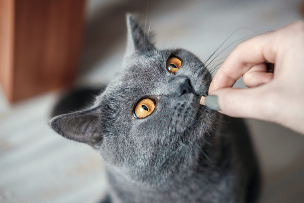 Katte snack