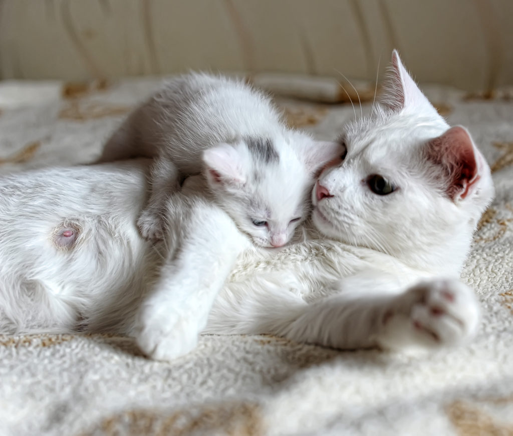 Kitten mit mama