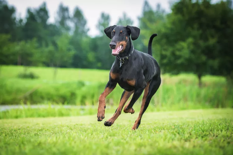 dobermann pinscher