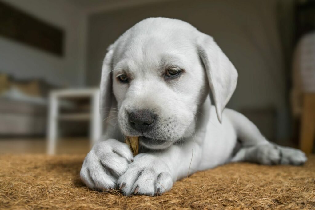 AdobeStock_184982279-1536×1024 Štene jede poslasticu