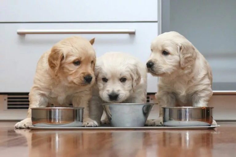 Hrana za štence: tri štenca jedu iz zdjelica za hranu