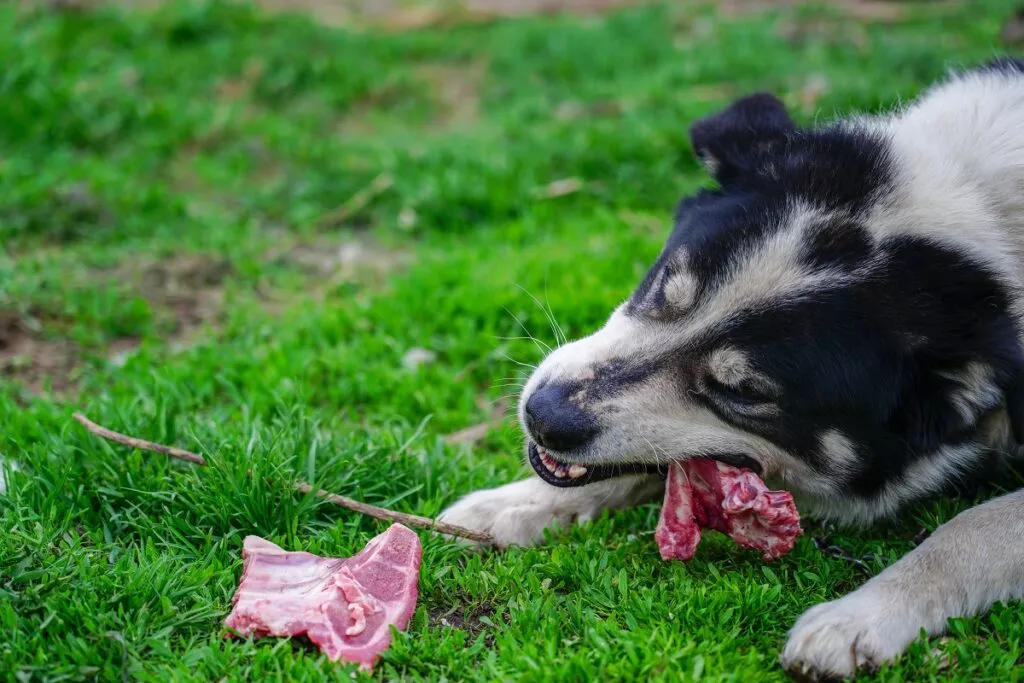 Pas jede sirovo meso s kostima