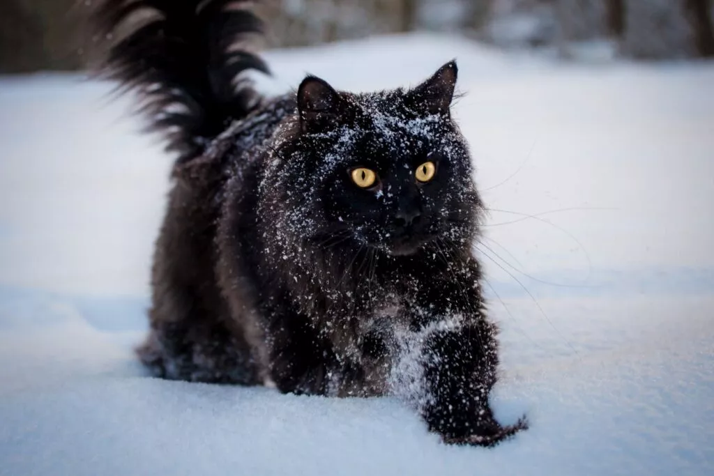 Crna maine coon mačka na snijegu