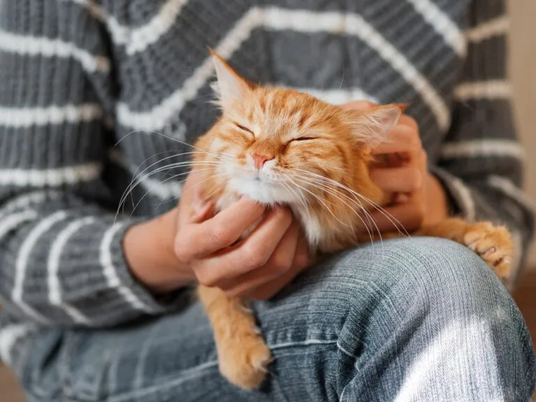 Narančasta mačka u krilu vlasnika