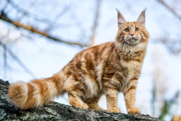 Maine coon mačka sjedi na drvetu