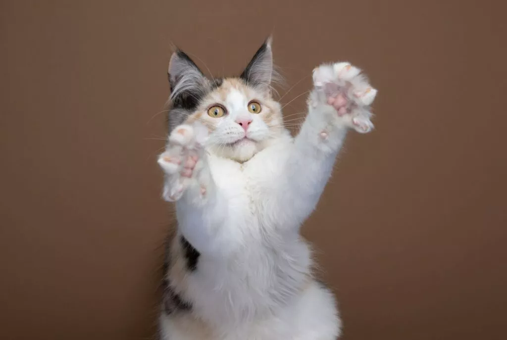 Zaigrana maine coon Maine coon mačka u sred igre sa dvije šape u zraku