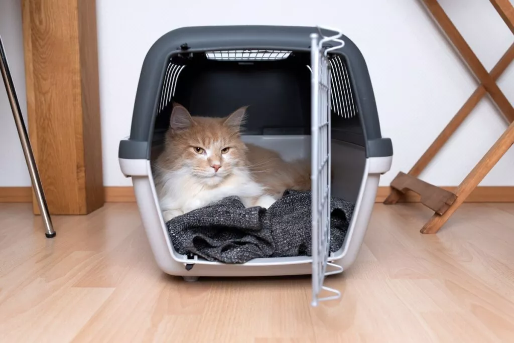 Mačka u transporteru