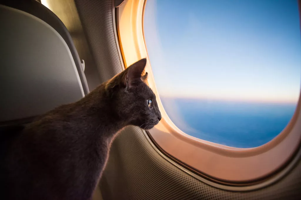 mačka gleda kroz prozor zrakoplova