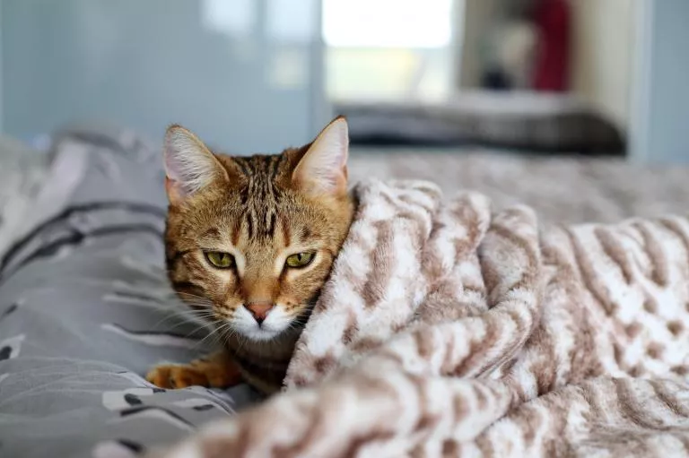 Mačka s prehladom u krevetu