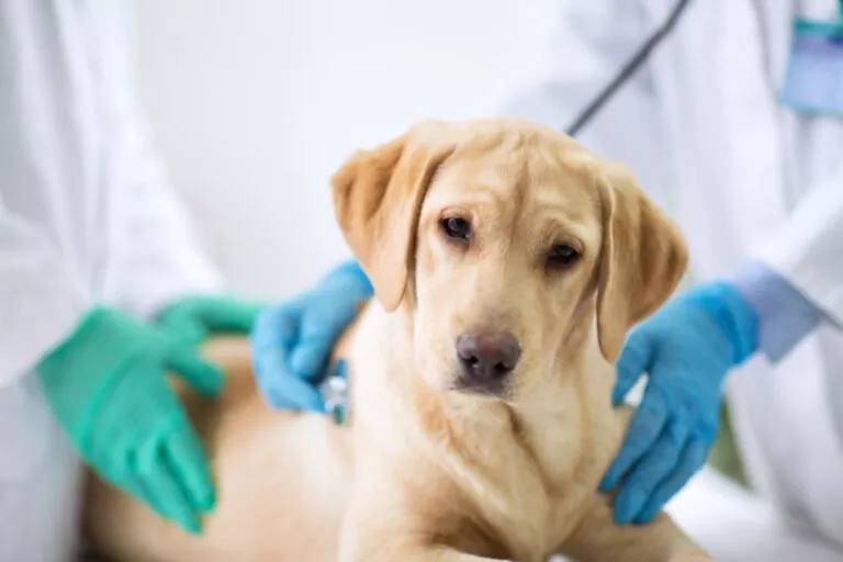 pas na pregledu kod veterinara zbog proljeva