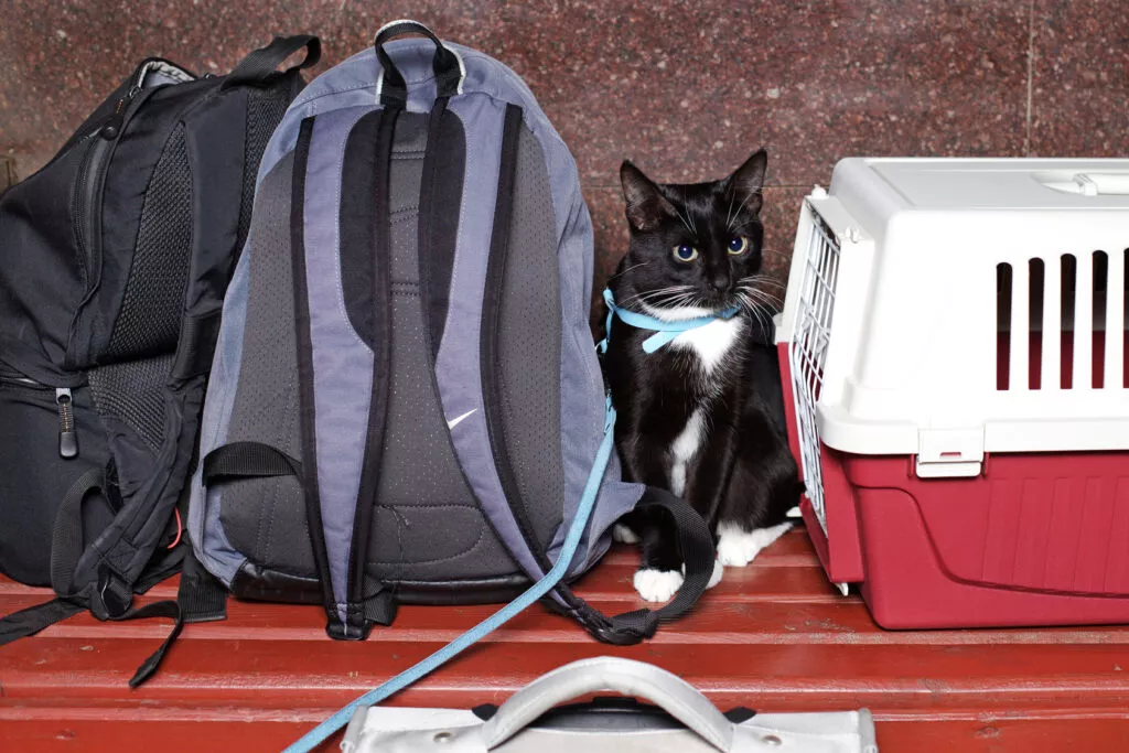 Mačka čeka na početak puta sjedeći pored ruksaka i transportera