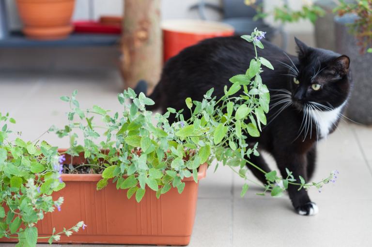 catnip2 catnip2