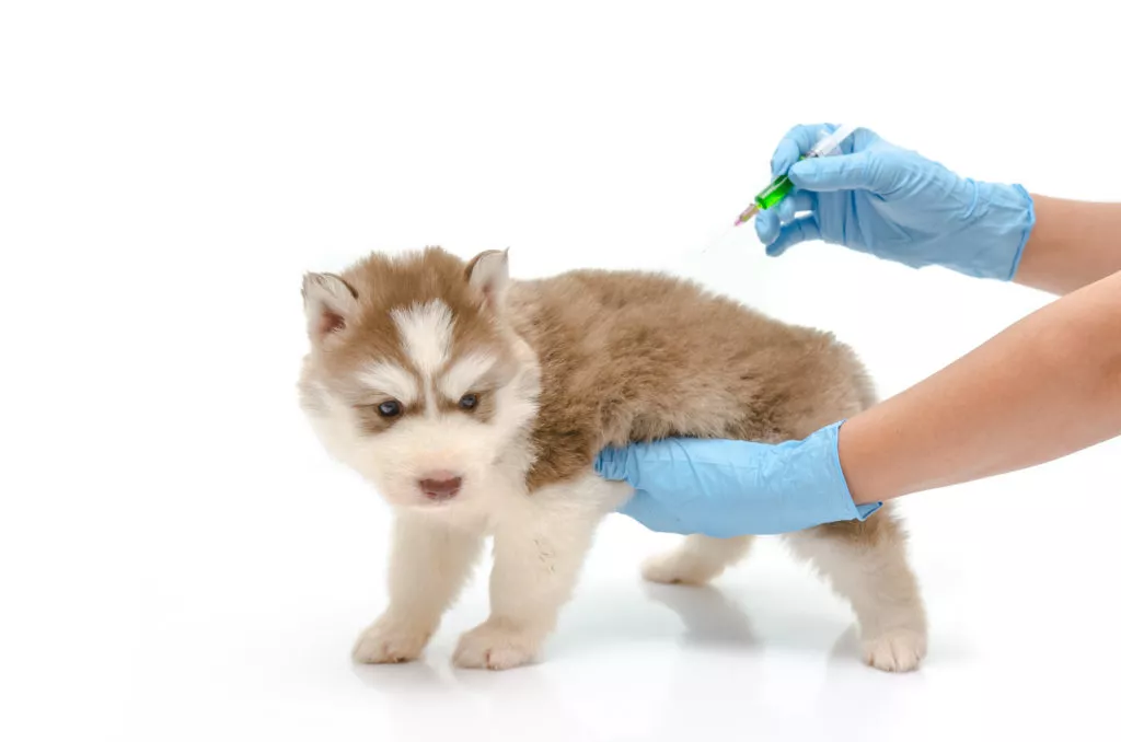 Cijepljenje štenca