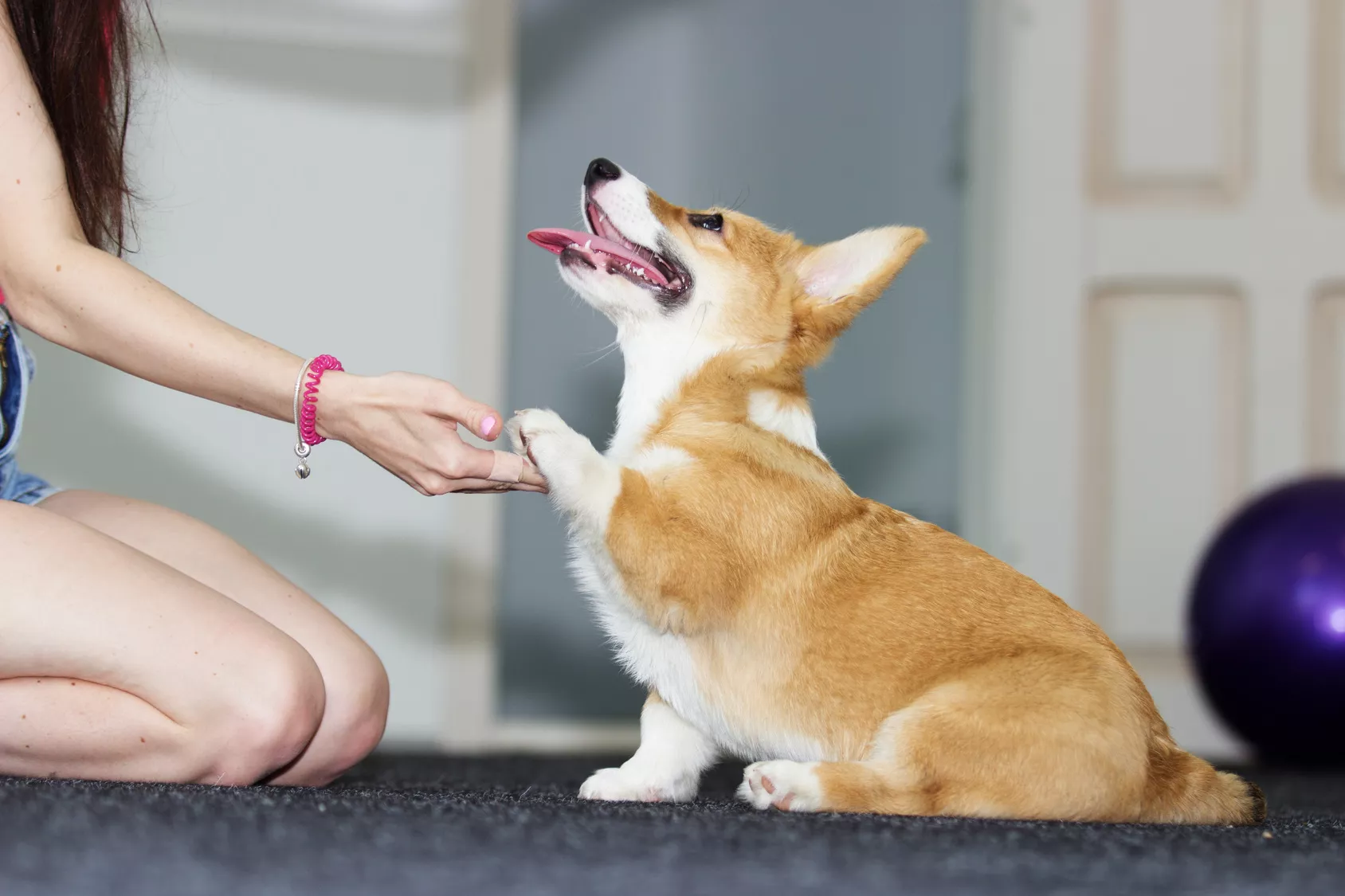 corgi štene daje šapu vlasnici