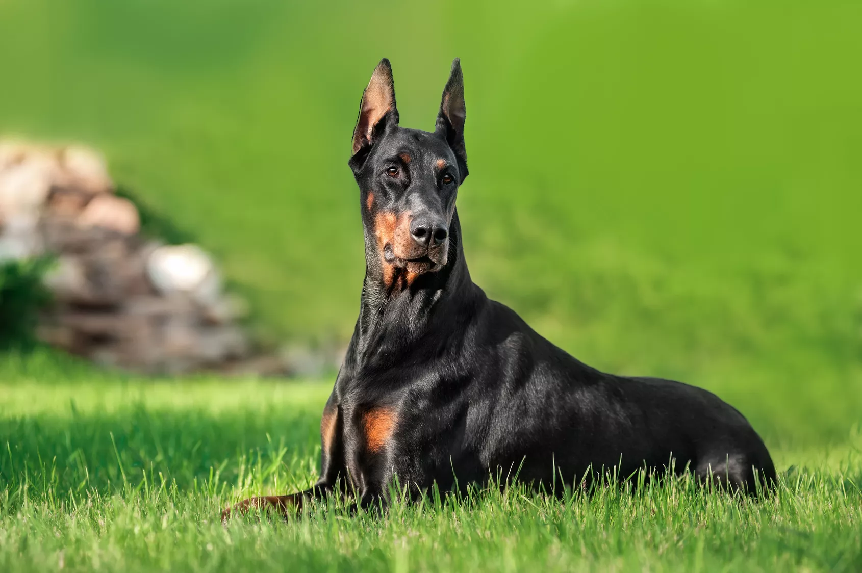 doberman u travi