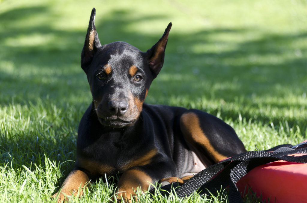 doberman štene doberman štene