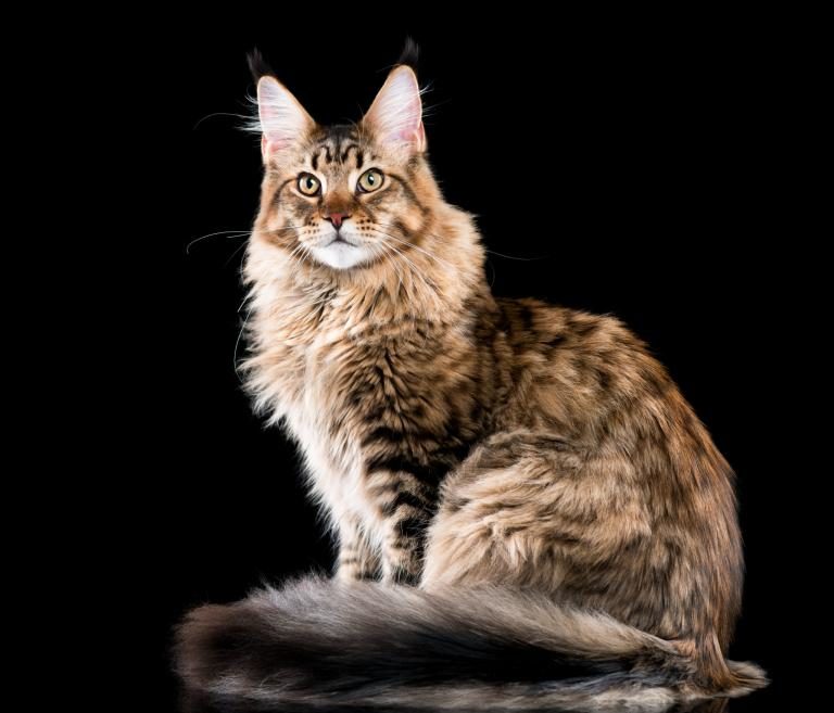 maine-coon maine-coon