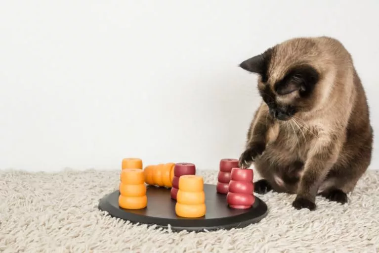 Inteligenten igračke za mačke