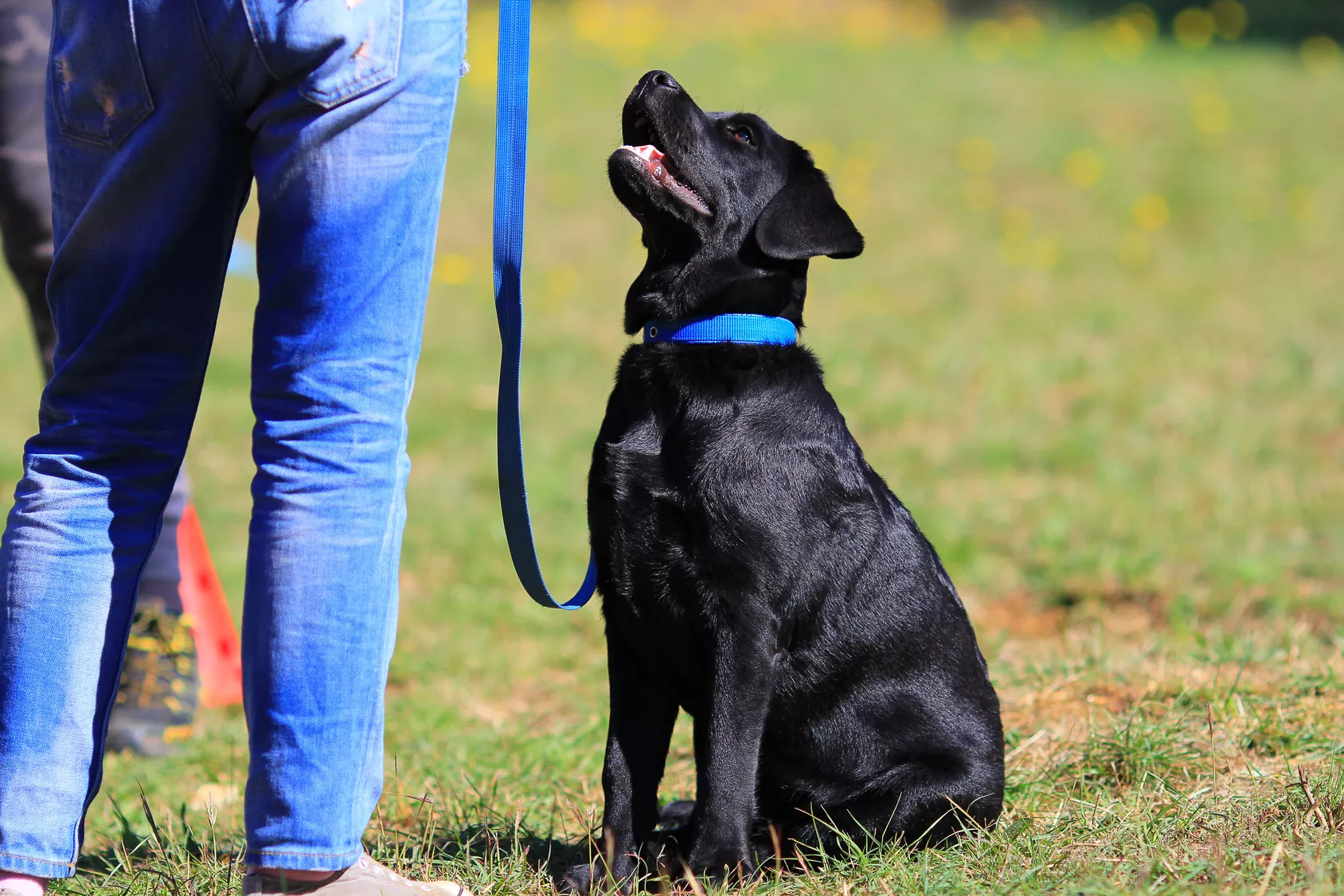 labrador-trening
