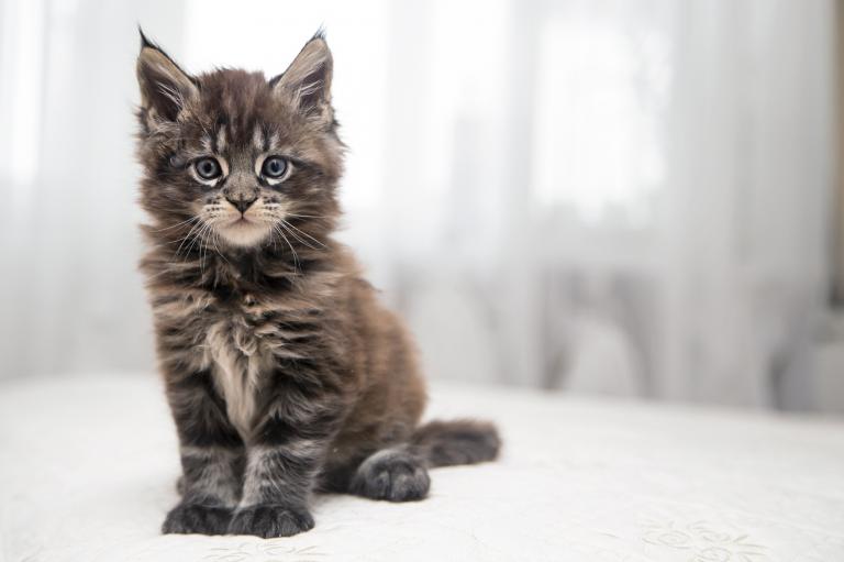maine-coon-mačić