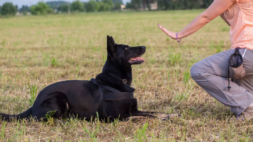 trening poslušnosti sa psom