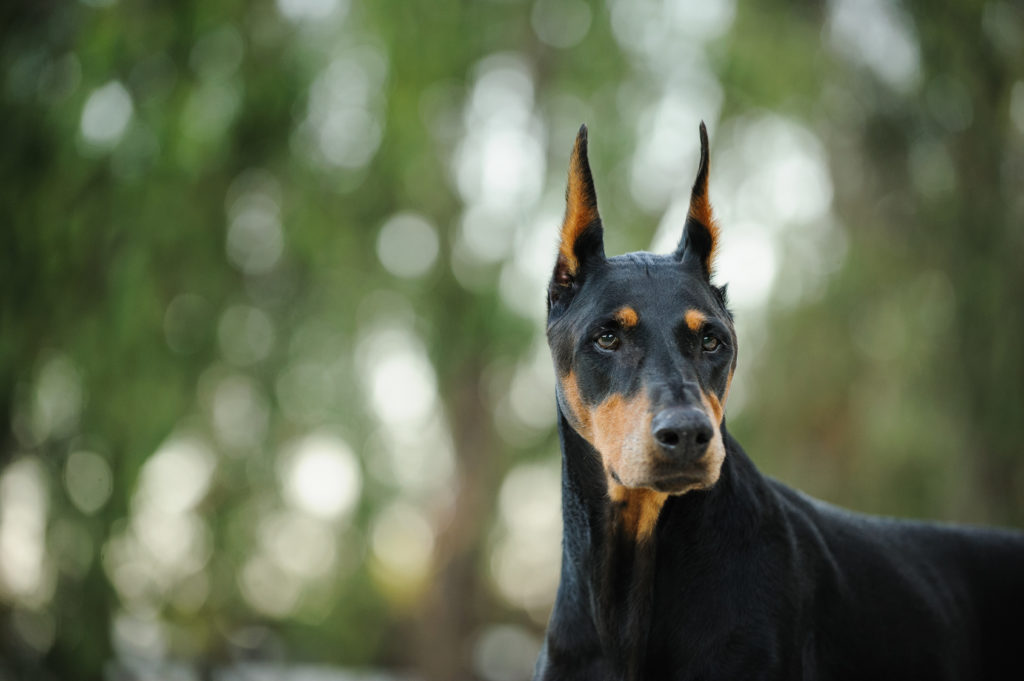 doberman uši doberman uši