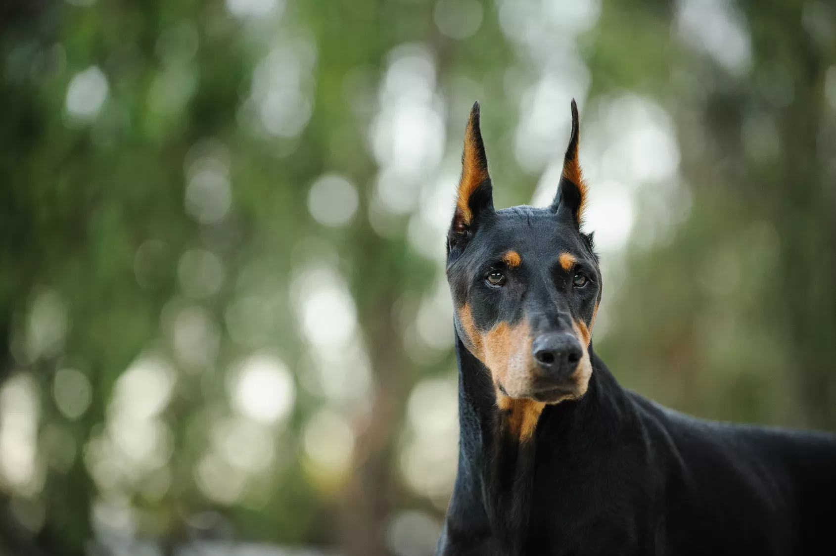 doberman uši