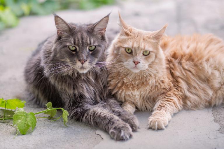 dvije-maine-coon dvije-maine-coon