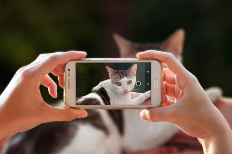 Fotografiranje mačke mobitelom