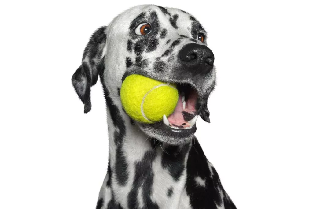 Dalmatinac s teniskom lopticom u ustima
