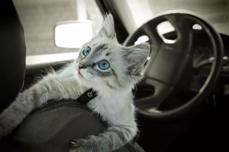 Putovanja s mačkom u autu