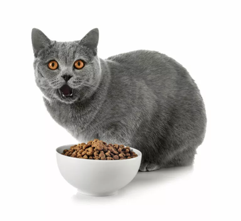 Britanska kratkodlaka mačka sa punom zdjelicom hrane