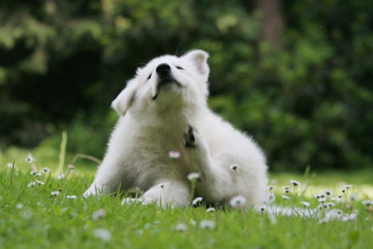 juckreiz-beim-hund-768x512.jpeg