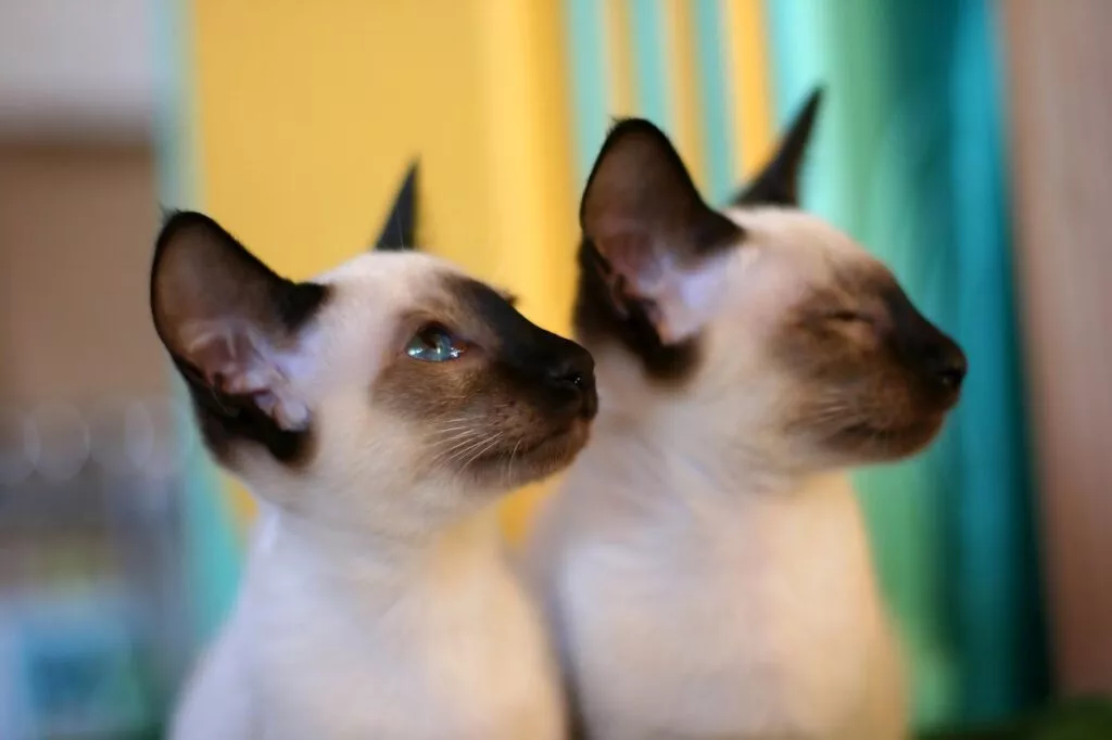 Dvije sijamske mačke