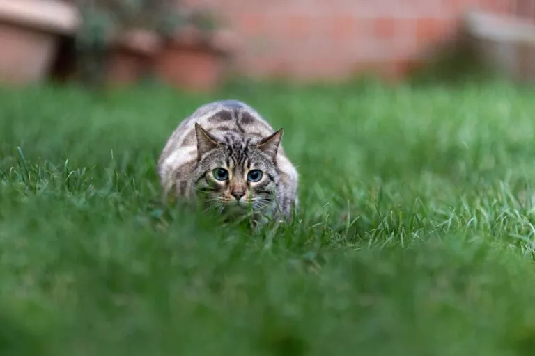 Mačka vreba u travi