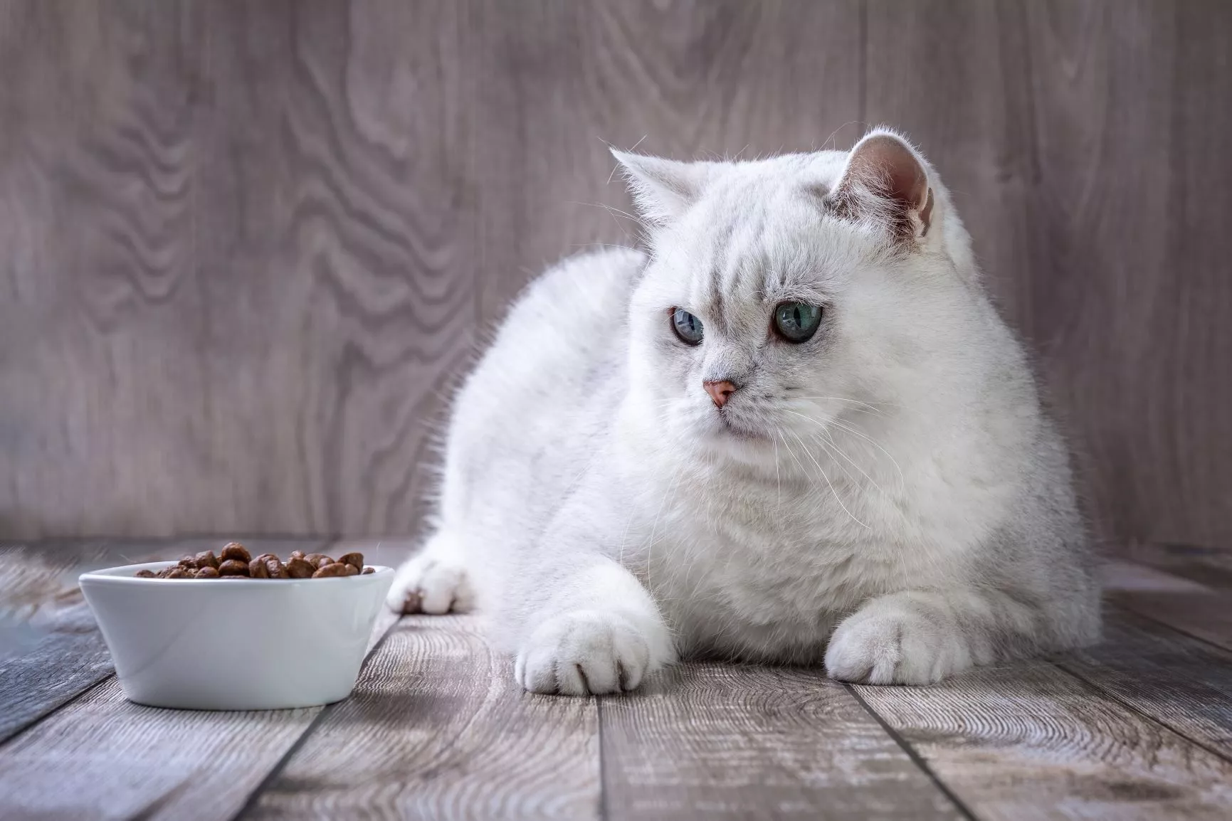 bijela britanska kratkodlaka mačka sa zdjelicom punom hrane