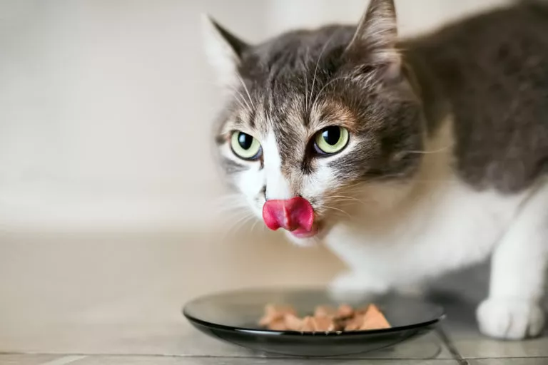 Prehrana mačke bez žitarica