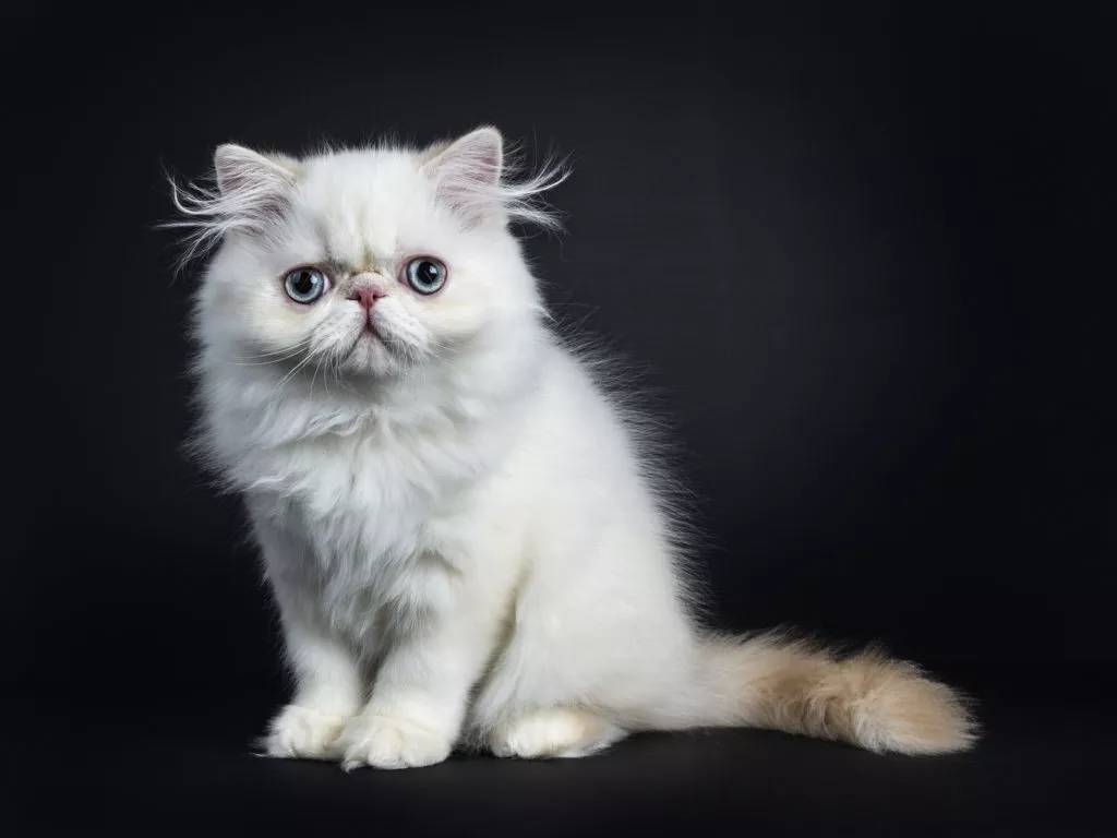bijeli mačić perzijske mačke