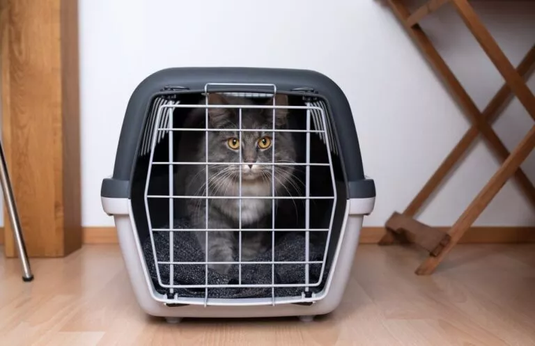 Mačka u zatvorenom transporteru