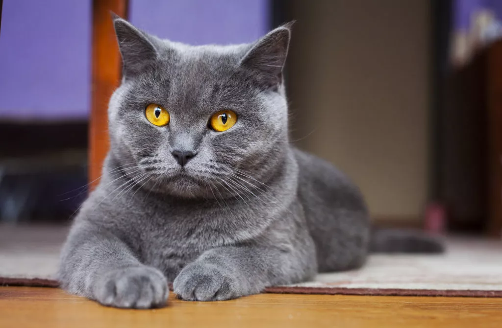 Siva britanska kratkodlaka mačka leži na tepihu