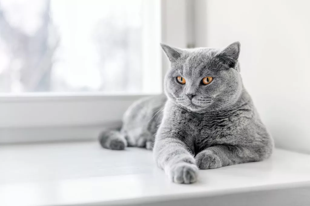 Siva britanska kratkodlaka mačka sjedi na prozoru