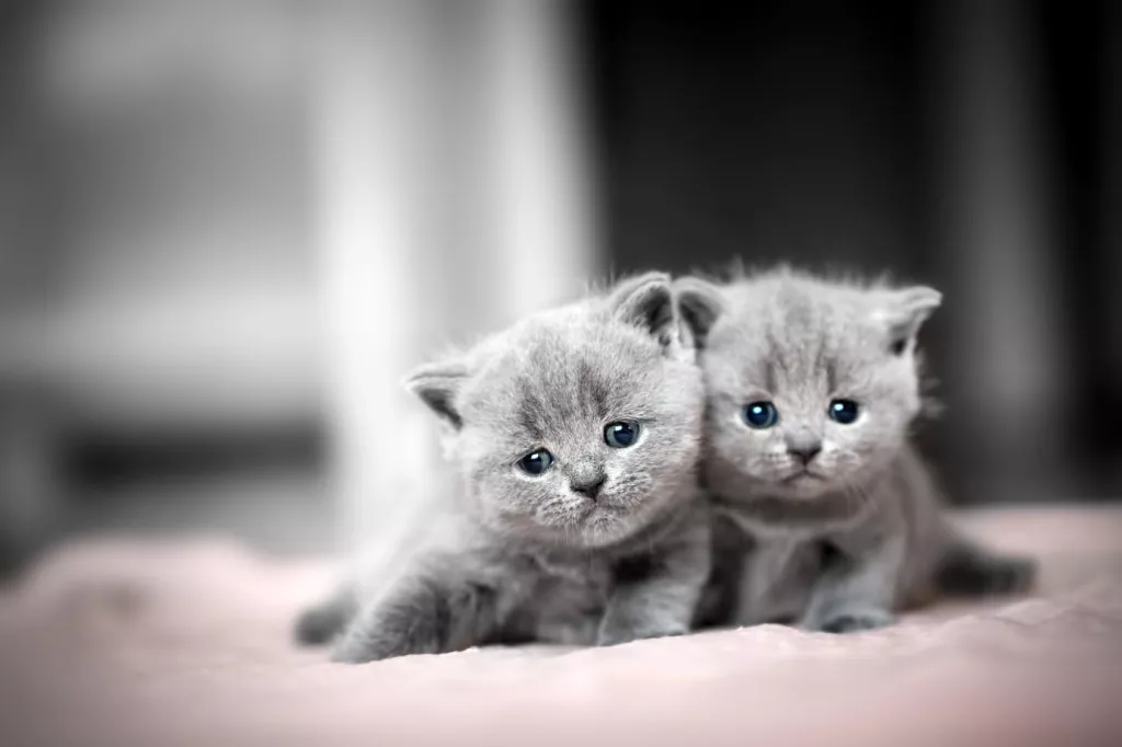britanski kratkodlkaki mačići s plavim očima