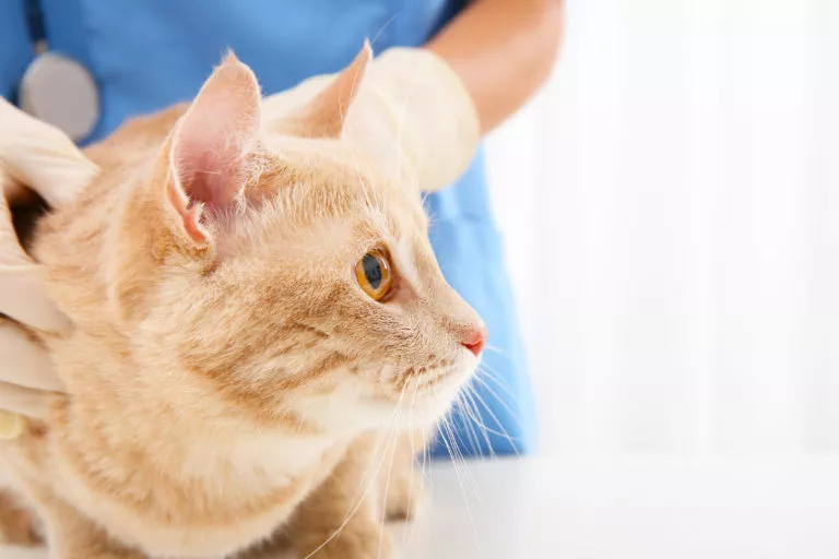 Smetnje živčanog i endokrinog sustava mačke